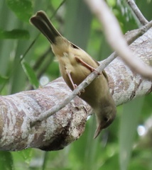 Colluricincla rufogaster