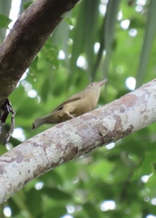 Colluricincla rufogaster