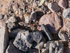 Novomessor albisetosus