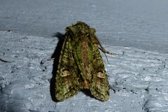Ichneutica plena