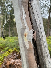 Eucalyptus tenuiramis