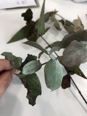 Eucalyptus tenuiramis