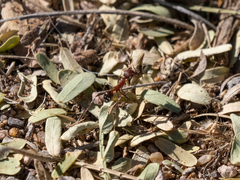 Novomessor albisetosus