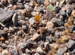 Novomessor albisetosus