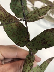 Eucalyptus tenuiramis