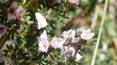 Boronia pilosa