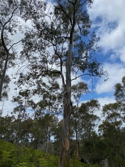 Eucalyptus tenuiramis