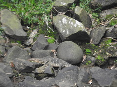 Varanus salvator bivittatus