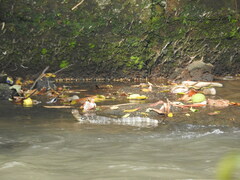 Varanus salvator bivittatus