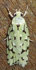 Izatha peroneanella