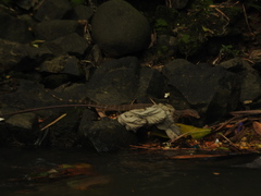 Varanus salvator bivittatus