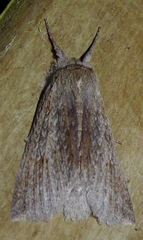 Declana leptomera