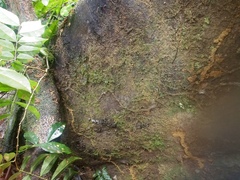 Kretzschmaria cetrarioides