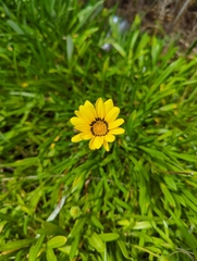 Gazania rigens
