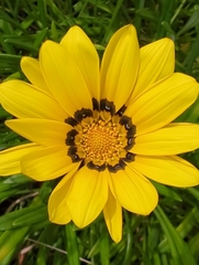 Gazania rigens