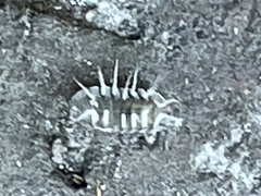 Armadillidium nasatum