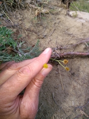 Hymenopappus filifolius