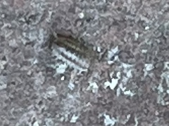 Armadillidium nasatum