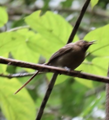 Myzomela obscura