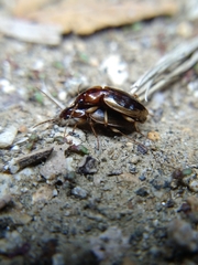Tanystoma maculicolle