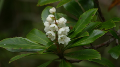 Anopterus glandulosus