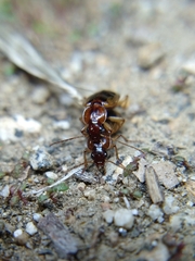 Tanystoma maculicolle