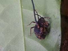 Ophiocordyceps