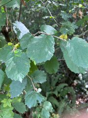 Corylus