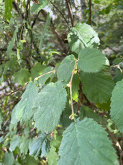 Corylus
