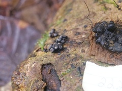 Kretzschmaria cetrarioides