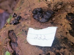 Kretzschmaria cetrarioides