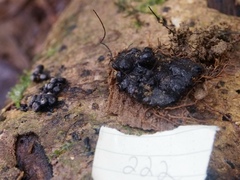 Kretzschmaria cetrarioides