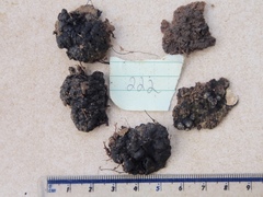 Kretzschmaria cetrarioides