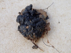 Kretzschmaria cetrarioides