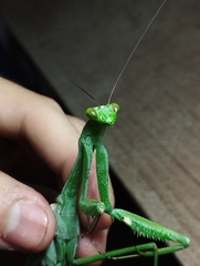 Macromantis hyalina