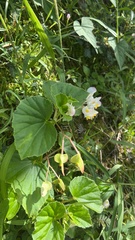 Begonia hirtella
