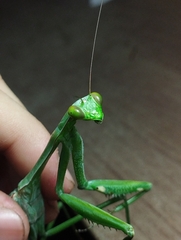 Macromantis hyalina