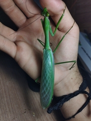 Macromantis hyalina