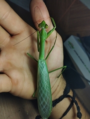 Macromantis hyalina