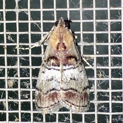 Pococera maritimalis
