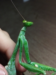 Macromantis hyalina