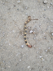 Pituophis deppei