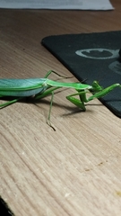 Macromantis hyalina