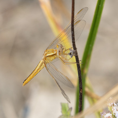 Crocothemis