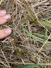 Geranium microphyllum