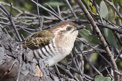 Chrysococcyx basalis