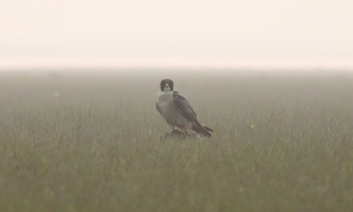 Peregrine Falcon