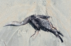 Phalacrocorax punctatus punctatus