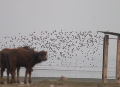 Limosa limosa