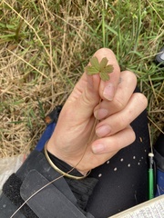 Geranium microphyllum